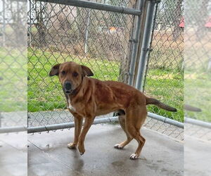 Mutt Dogs for adoption in Elmsford, NY, USA