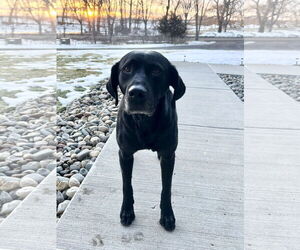 Eddy - Male Labrador Retriever-Retriever  Mix Dog for Adoption - Photo #2