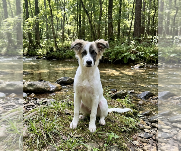 Medium Photo #4 Great Pyrenees-Unknown Mix Puppy For Sale in Vail, AZ, USA