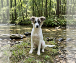 Small #3 Great Pyrenees Mix