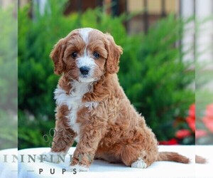 Cavapoo (Miniature) Puppy for sale in LITITZ, PA, USA