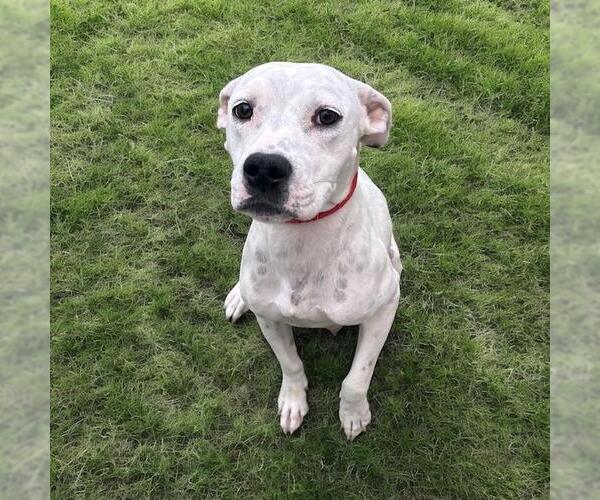 Medium Photo #6 Boxer-Unknown Mix Puppy For Sale in San Diego, CA, USA