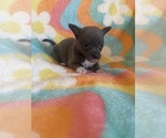 Small #4 Chihuahua