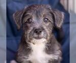 Small #7 Jack Russell Terrier Mix