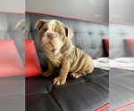Small #4 English Bulldog