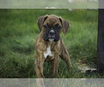 Small #10 Boxer
