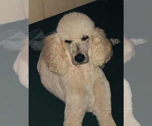 Father of the Poodle (Standard) puppies born on 05/04/2019