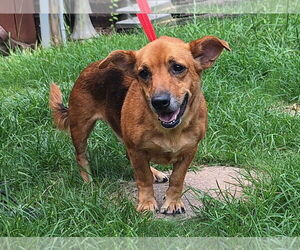 Medium Basset Hound Mix