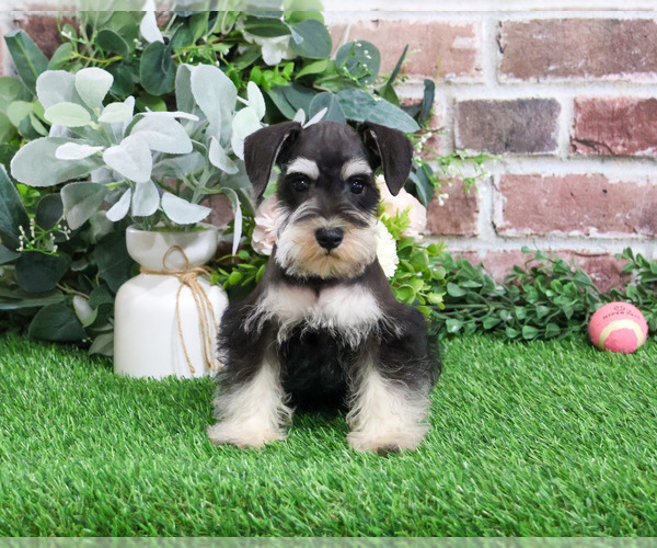 Medium Photo #6 Schnauzer (Miniature) Puppy For Sale in SYRACUSE, IN, USA