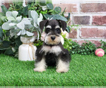 Small #5 Schnauzer (Miniature)