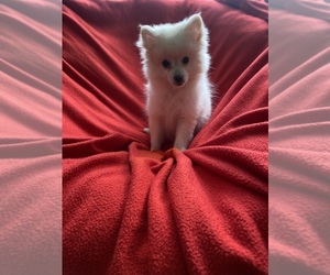Pomeranian Puppy for sale in GOLDSBORO, NC, USA