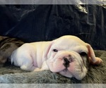 Puppy 1 French Bulldog