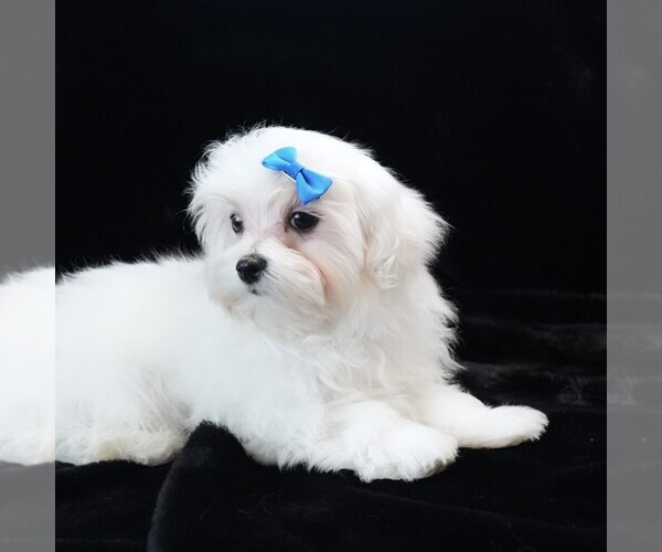 Medium Photo #5 Maltese Puppy For Sale in ROCK VALLEY, IA, USA
