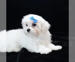 Small #4 Maltese