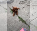 Small #3 Cavapoo (Miniature)