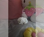 Puppy Milli yellow Maltese