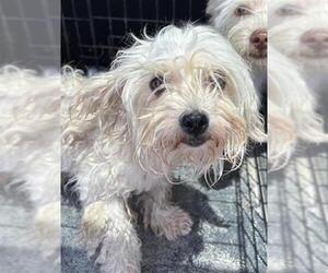 Maltese-Unknown Mix Dogs for adoption in San Antonio, TX, USA