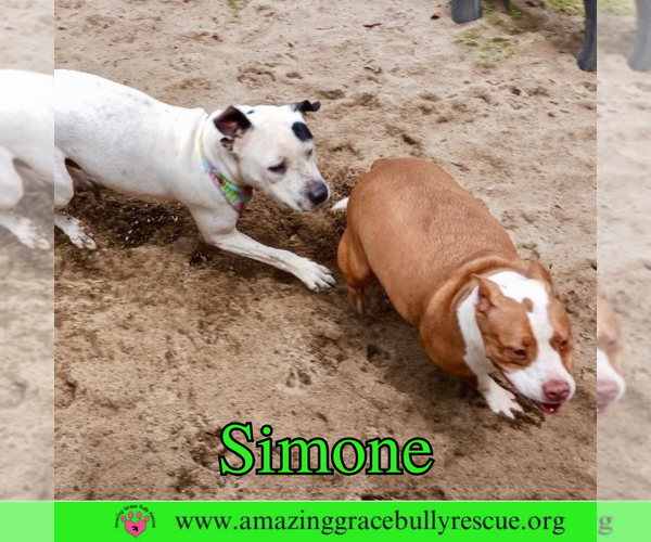 Medium Photo #4 American Staffordshire Terrier-Unknown Mix Puppy For Sale in Pensacola, FL, USA