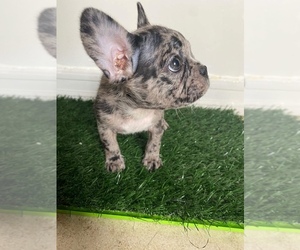 French Bulldog Puppy for sale in CHULA VISTA, CA, USA