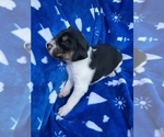 Small Photo #12 American Foxhound Puppy For Sale in AIKEN, SC, USA