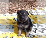 Small Photo #2 German Shepherd Dog Puppy For Sale in FRANKLIN, GA, USA