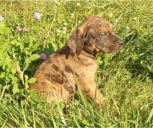 Catahoula Leopard Dog Puppy for sale in LA PLATA, MO, USA