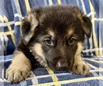 Small #18 German Shepherd Dog
