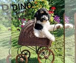 Image preview for Ad Listing. Nickname: Dino