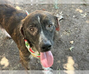 German Shepherd Dog-Unknown Mix Dogs for adoption in Tulsa, OK, USA