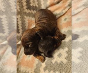 Dachshund Puppy for sale in YAMHILL, OR, USA