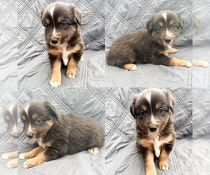 Miniature Australian Shepherd Puppy for sale in BROOKER, FL, USA