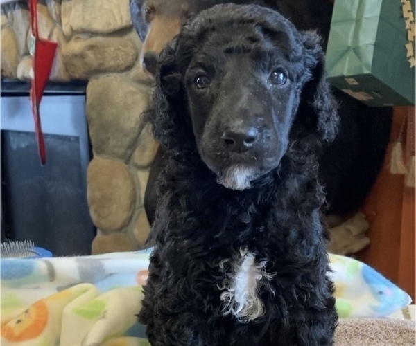Medium Photo #19 Poodle (Standard) Puppy For Sale in CHETEK, WI, USA