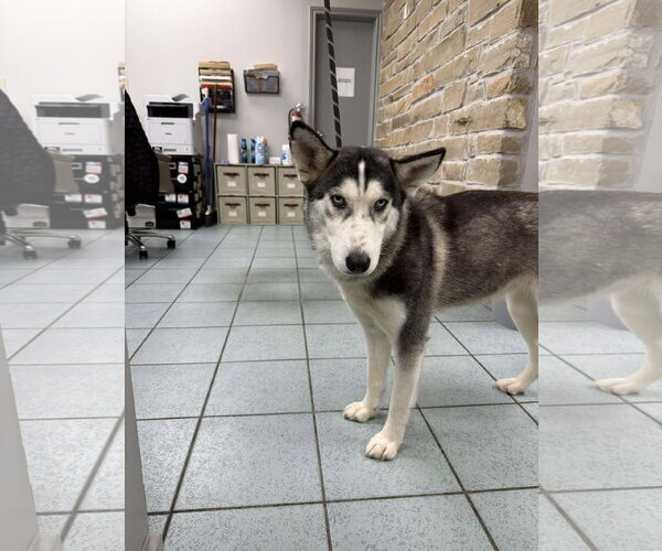 Medium Photo #1 Siberian Husky Puppy For Sale in Carrollton, TX, USA