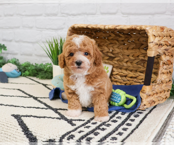 Medium Photo #5 Cavapoo (Miniature) Puppy For Sale in SYRACUSE, IN, USA