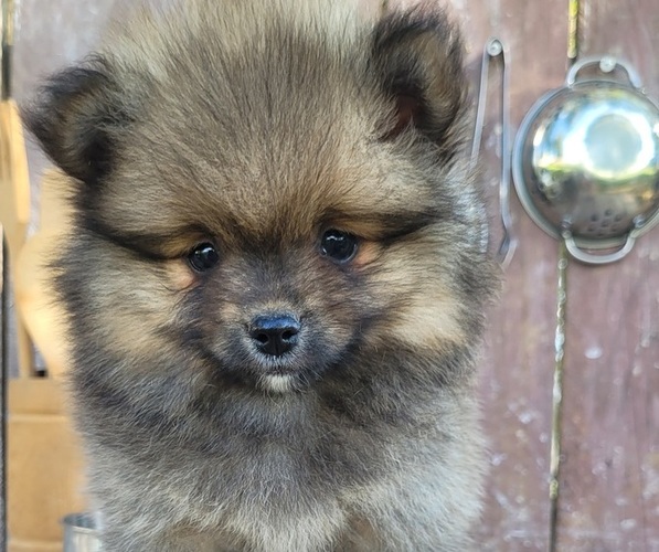 Medium Photo #2 Pomeranian Puppy For Sale in ORRVILLE, OH, USA