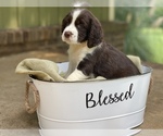 Small Photo #3 English Springer Spaniel Puppy For Sale in TROY, AL, USA