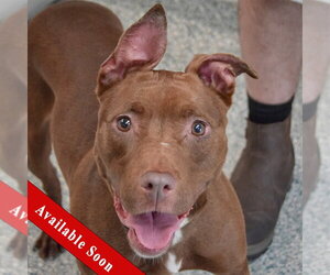 American Staffordshire Terrier-Boxer Mix Dogs for adoption in Huntley, IL, USA
