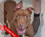 Small American Staffordshire Terrier-Boxer Mix