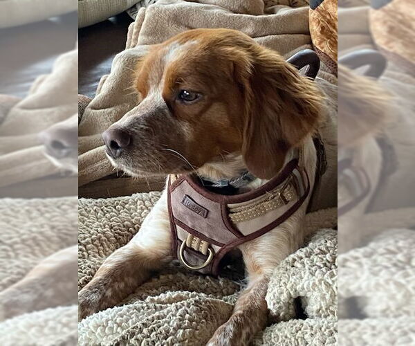 Medium Photo #2 - Mix Puppy For Sale in Curwensville, PA, USA