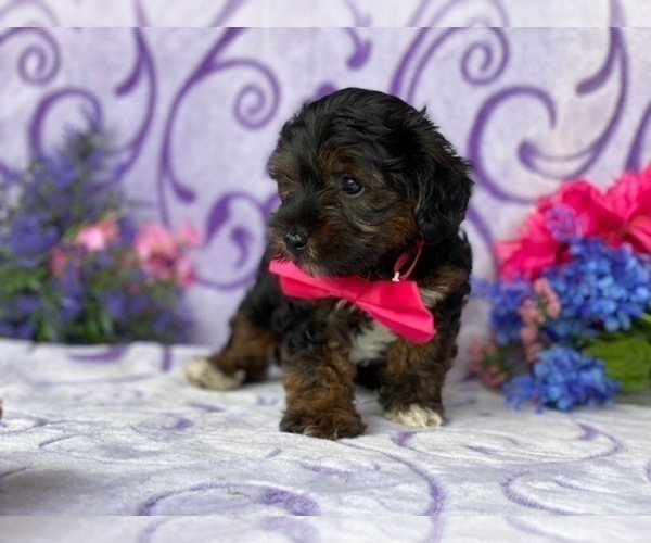 Medium Photo #3 YorkiePoo Puppy For Sale in LANCASTER, PA, USA