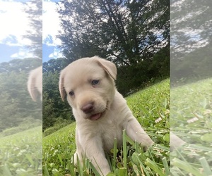 Labrador Retriever Puppy for sale in ANDERSON, SC, USA