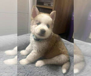 Siberian Husky Dogs for adoption in Matawan, NJ, USA