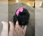 Small Photo #22 Saint Berdoodle Puppy For Sale in DINWIDDIE, VA, USA