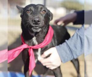 Mutt Dogs for adoption in San Antonio, TX, USA