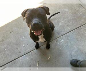 Mutt Dogs for adoption in Santa Maria, CA, USA