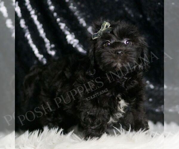 Medium Photo #136 YorkiePoo Puppy For Sale in WARSAW, IN, USA