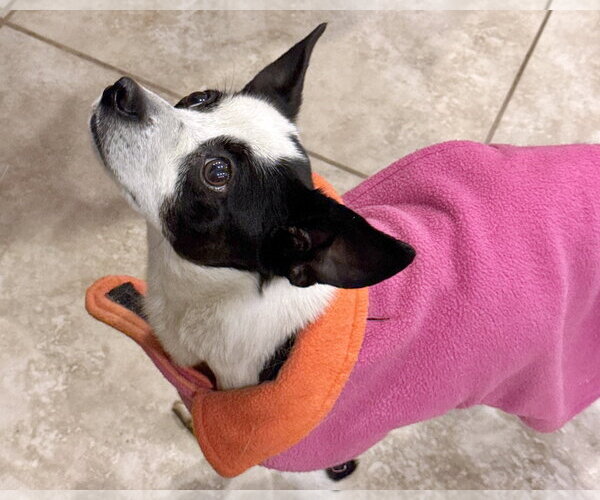 Medium Photo #17 Rat Terrier-Unknown Mix Puppy For Sale in Corona, CA, USA