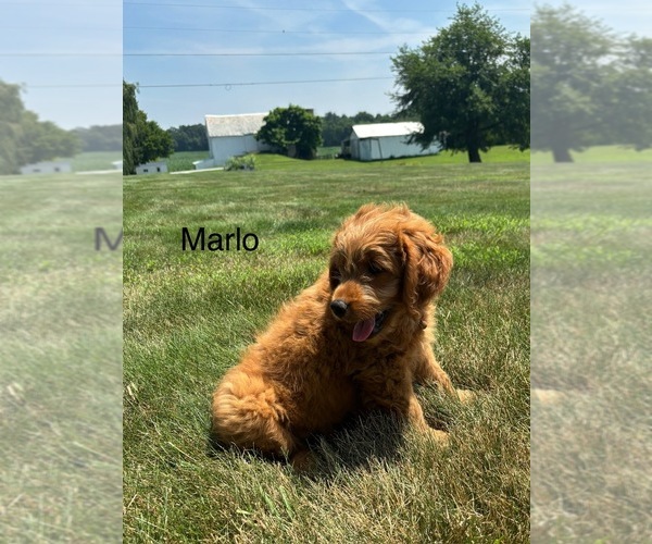 Medium Photo #2 Goldendoodle (Miniature) Puppy For Sale in FREDERICKSBG, OH, USA