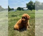 Small #1 Goldendoodle (Miniature)