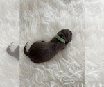 Small Photo #3 Labrador Retriever Puppy For Sale in TURLOCK, CA, USA